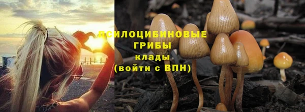 прущие грибы Армянск